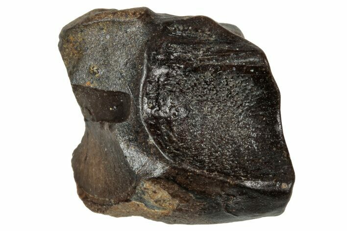 Fossil Triceratops Shed Tooth - Wyoming #358190